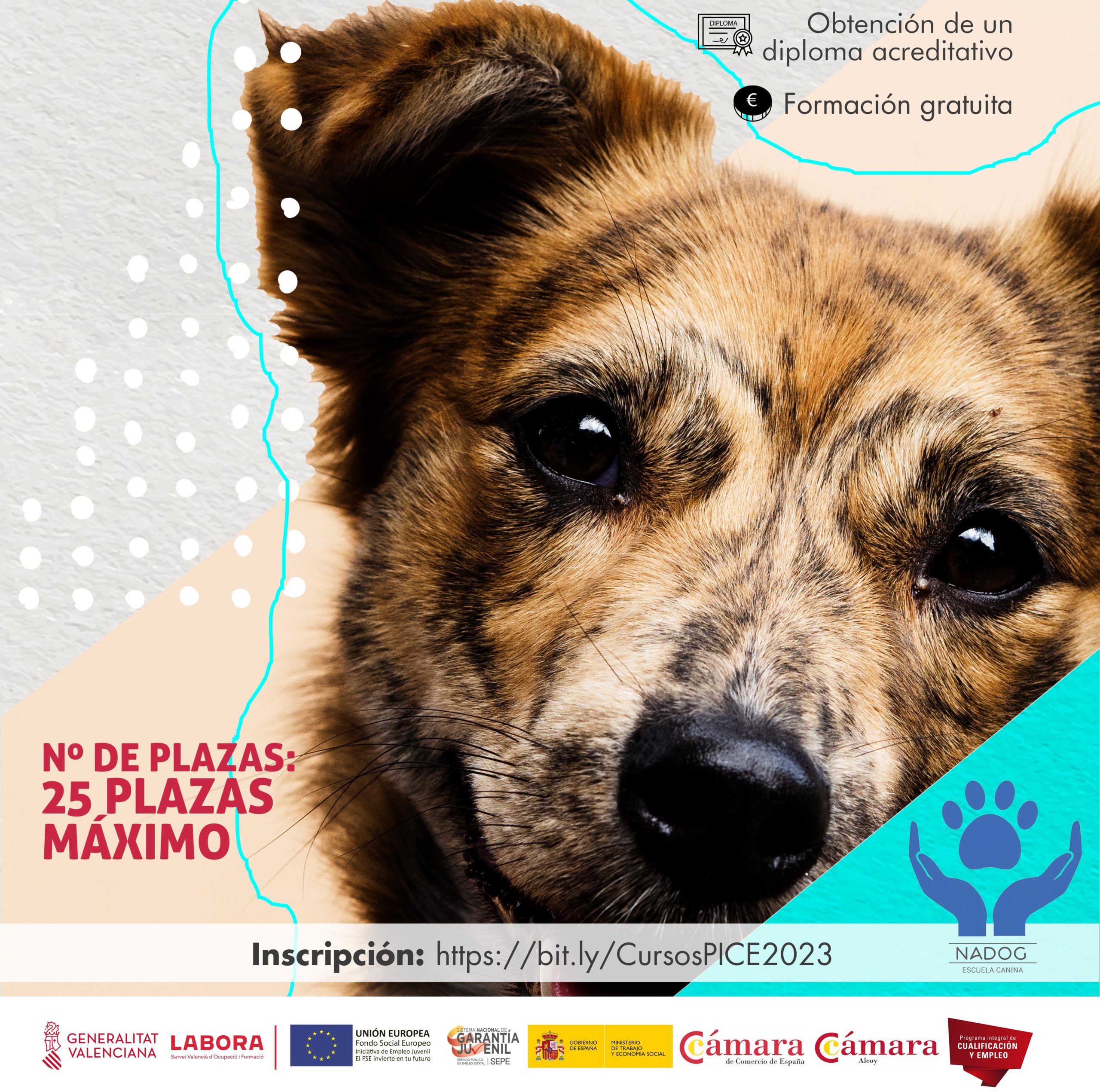 Curso gratuito de Adiestrador canino profesional Nivel 1 para jóvenes